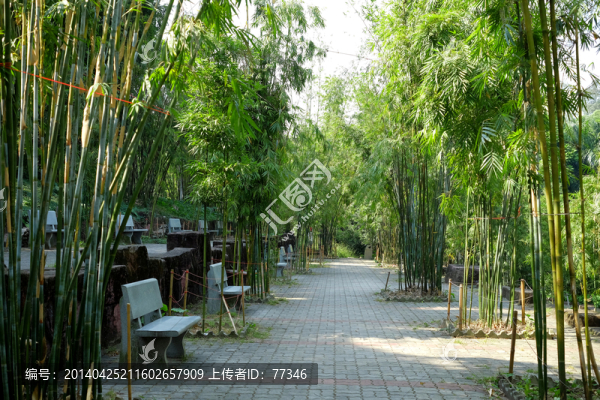 東莞人民公園竹林