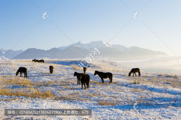 雪原,雪景