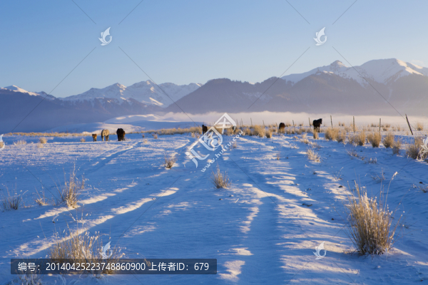 雪地,雪景