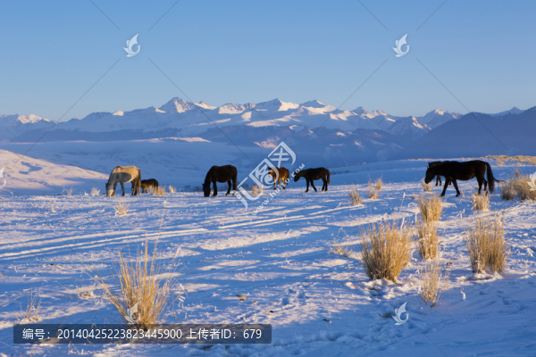 雪山,牧馬