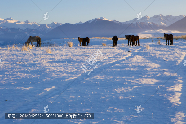 雪山,放牧