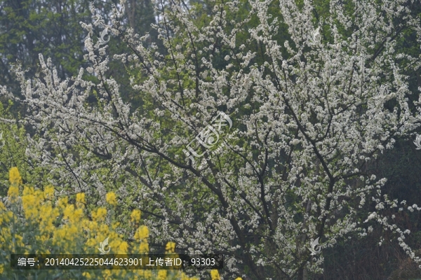 李花