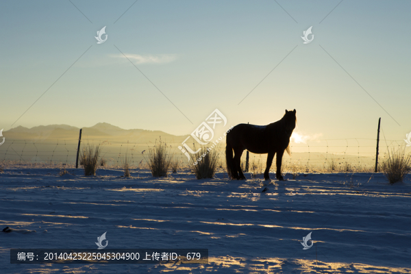 馬