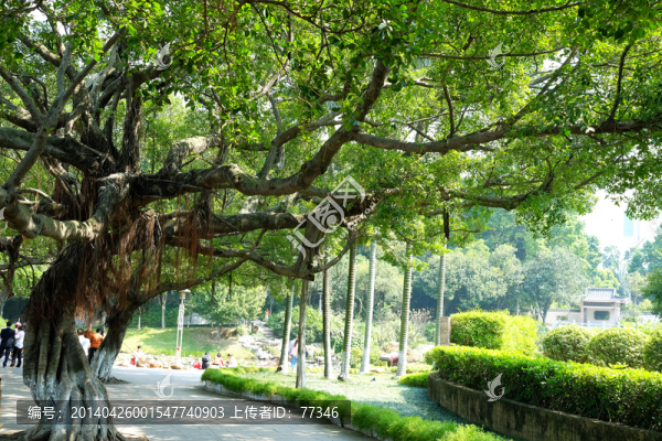 東莞人民公園大樹