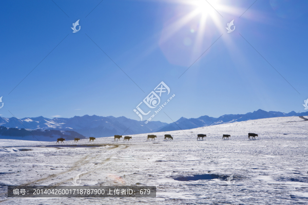 雪地,放牧