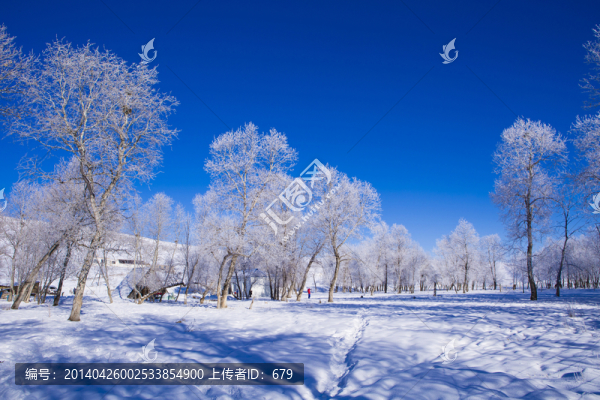 雪景,霧凇,樹林