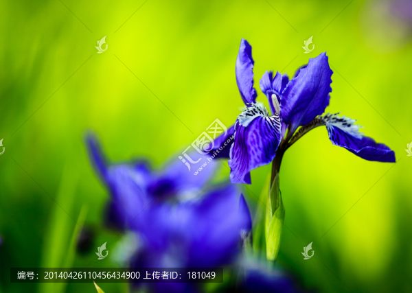 鳶尾花