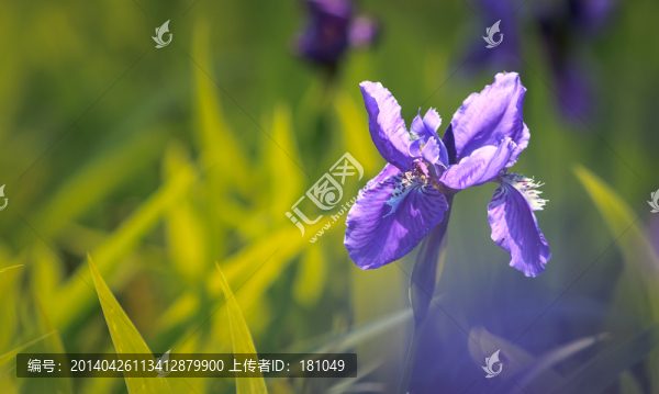 鳶尾花