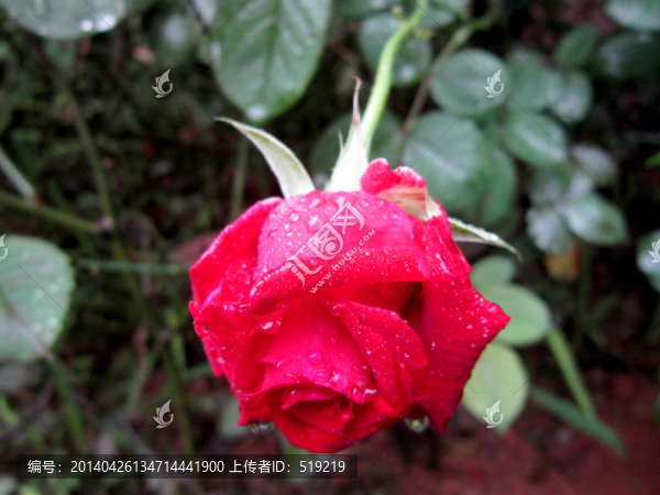雨中玫瑰