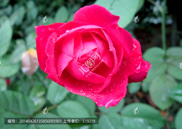 月季花
