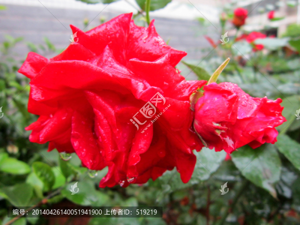 月季花