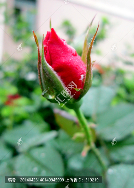 花苞