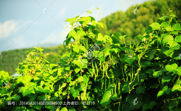 豆角秧,豆角架