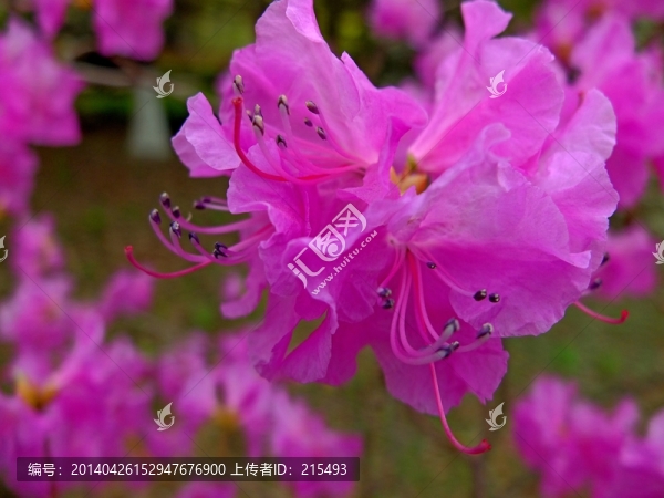 花卉,杜鵑,映山紅,花朵,花蕊