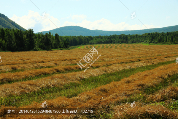收割后的油菜田