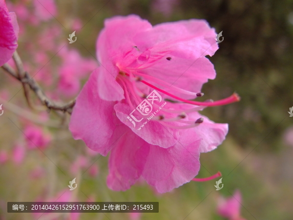 花卉,杜鵑,花朵,花蕊