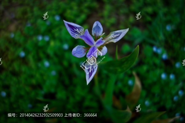 小花