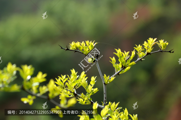 嫩芽
