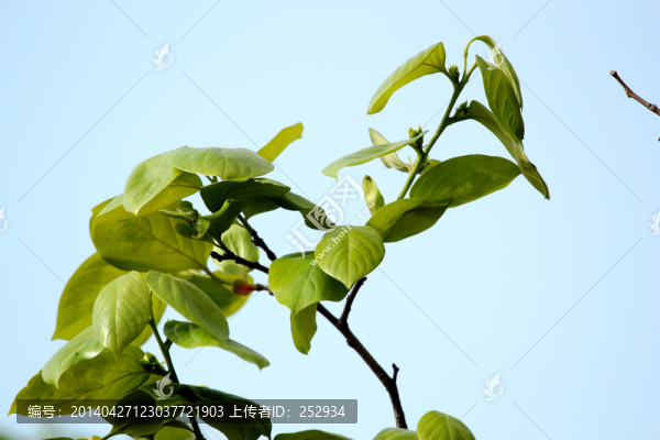 樹(shù)葉