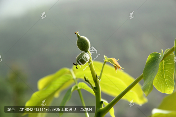 核桃幼果