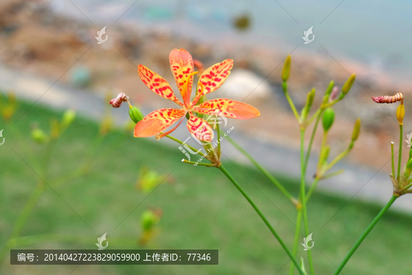 射干花
