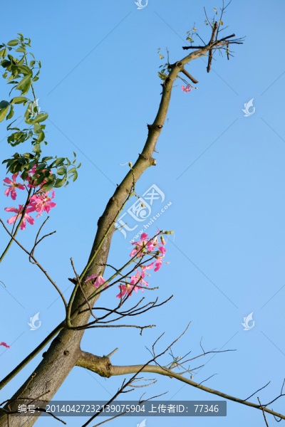 藍(lán)色天空背景,樹枝與紅花