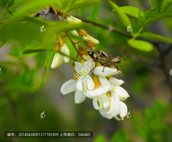 洋槐花