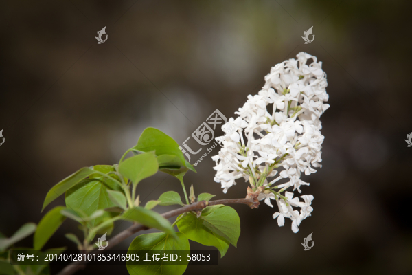 丁香花