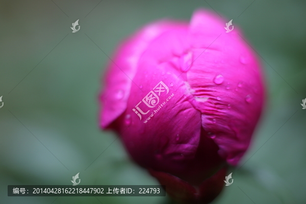 含苞待放