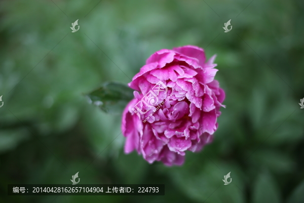 雨后牡丹