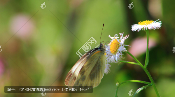 花香蝶舞