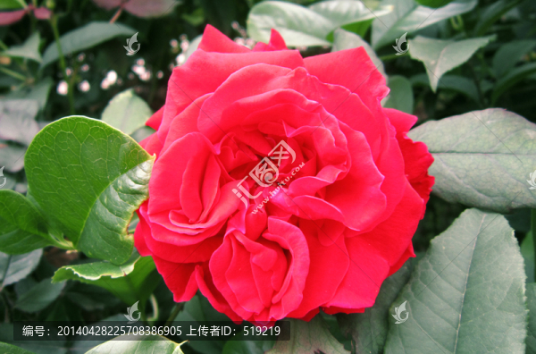 玫瑰花