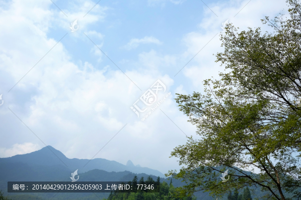 樹(shù)木,遠(yuǎn)山