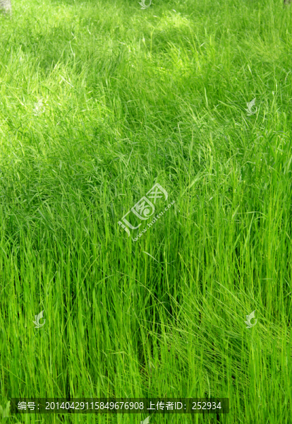 草坪