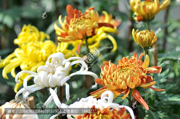菊花