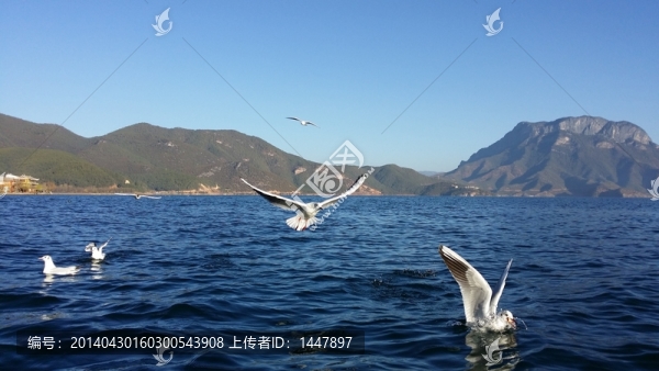海鷗戲水