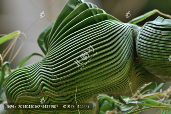 棕櫚樹