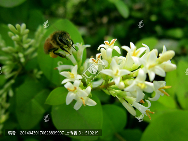 蜜蜂采蜜