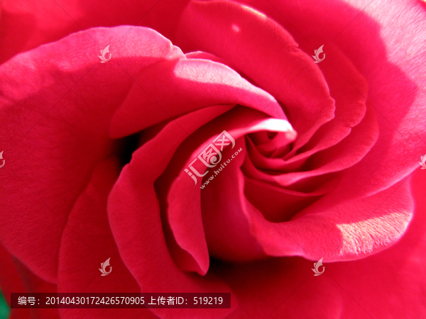 玫瑰花