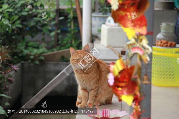 貓咪