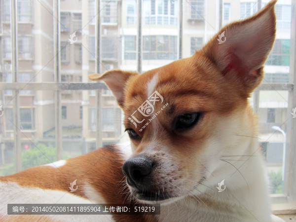狗