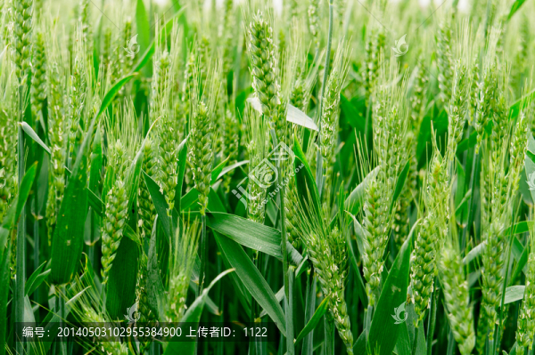 小麥