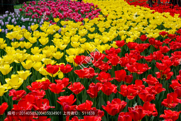 盛開的郁金香花