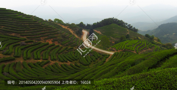 綠色茶山