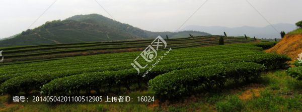 綠色茶山