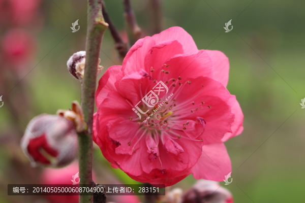 美麗桃花