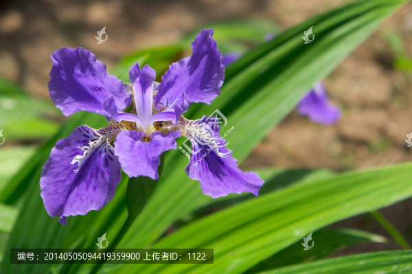 鳶尾花