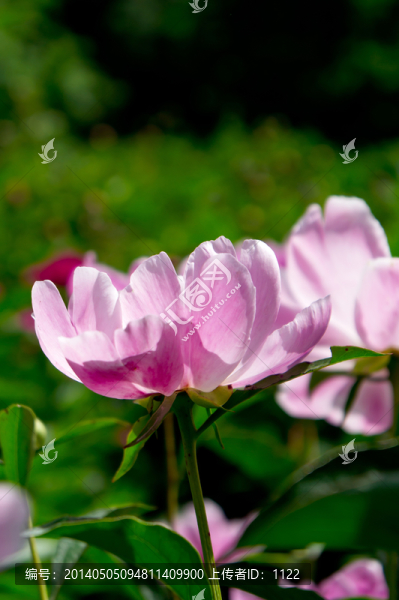 芍藥花