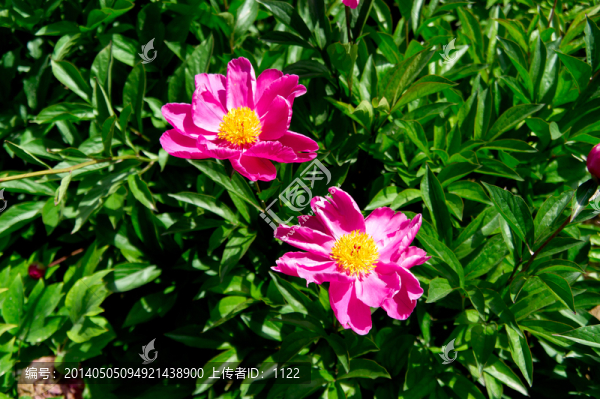 芍藥花