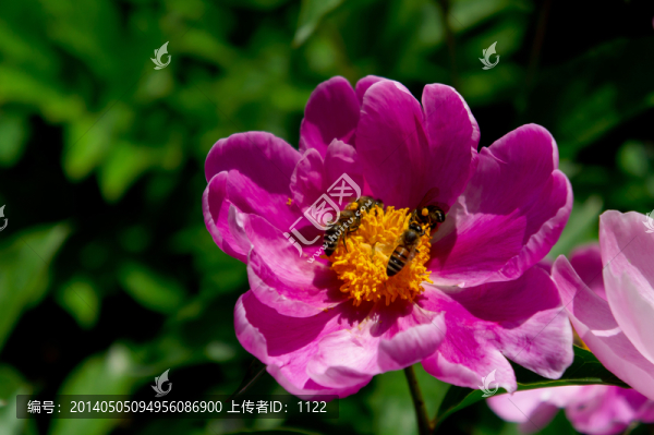 芍藥花